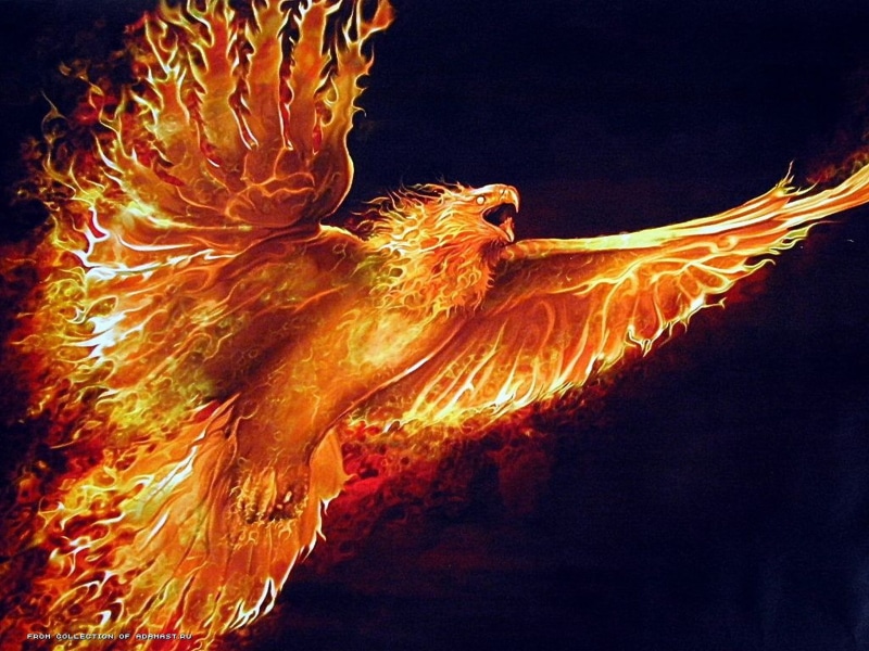 sea life, animals in the wild, black background, animal themes, orange color, phoenix, outdoors, fire, illustration, vertebrate, no people, animal representation