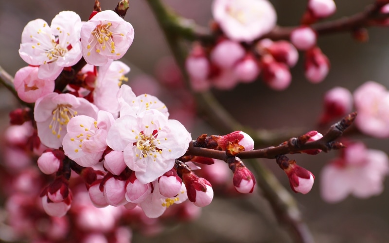cherry, flower, macro, 2K, nature, hd, blossom