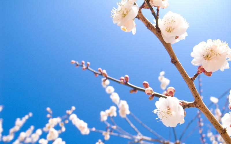 plant, no people, day, fragility, spring, nature, petal, freshness, cherry tree, blossom, flower, flower head, vulnerability, tree, white, sky, white flowers