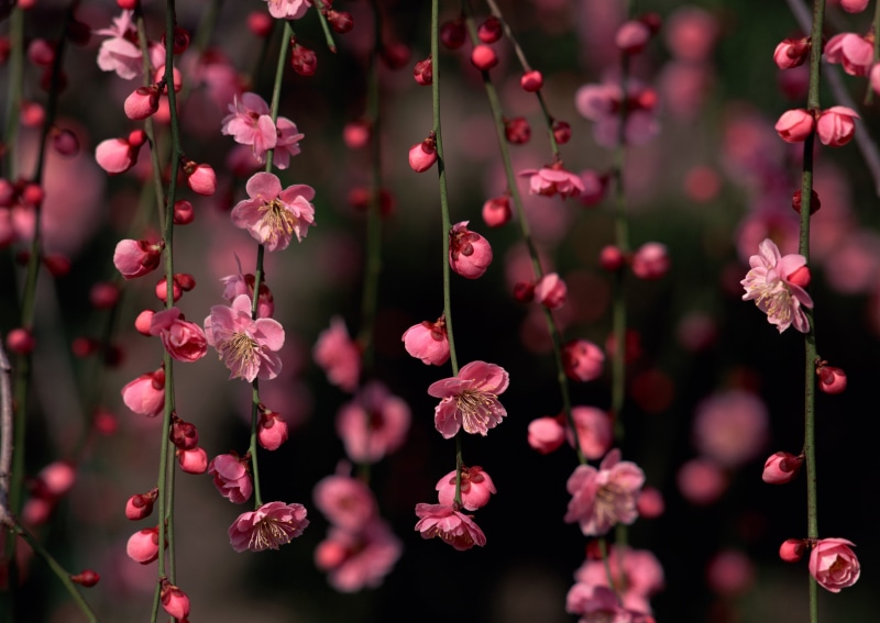 outdoors, decoration, 2K, tree, springtime, fragility, summer, red, focus on foreground, vulnerability, inflorescence, blossoms, selective focus, pink Color