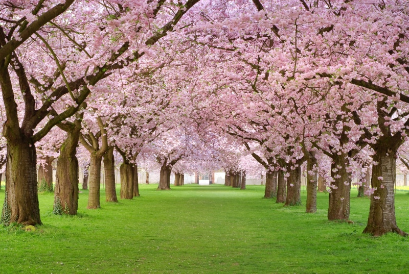spring, trees, petals, 4K, cherry, pink, blossom, beauty, alley, flowering, Spring blossom