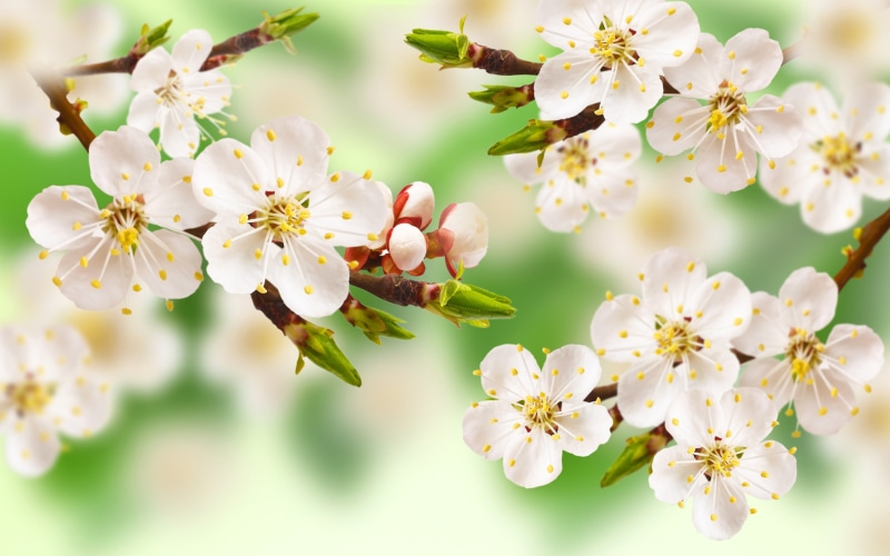 flowers, leaves, 2K, branch, blossom, cherry, spring, tree, apple, white