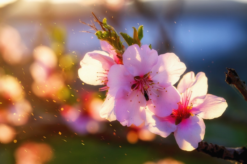 fragility, softness, nature, outdoors, tree, photography, flower head, selective, pink color, no people, bloom, blossoms, almond, spring, cherry tree, white