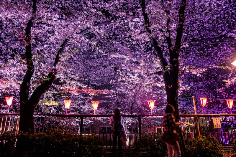building exterior, pink color, architecture, tree, cherry tree, japan, woman, beauty in nature, cherry blossom, blossom, fragility, growth, night, outdoors
