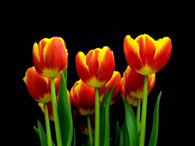 4K, red, flower, springtime, plants, yellow, beauty In Nature, multi Colored, flower Head, Tulips, striking, half, vivid, hdr, bouquet, plant, artistic