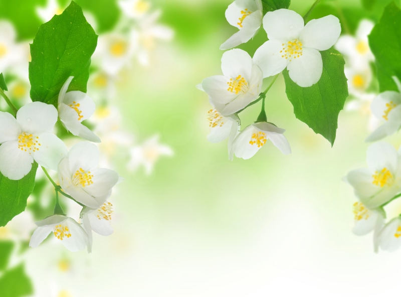 plant, blossom, tender spirit, blossoming, fragility, flowering plant, springtime, leaf, freshness, season, tree, white, inflorescence, japan, outdoors