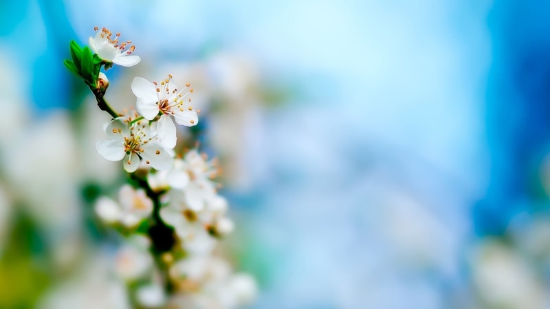 nature, flower, cherry, blossom, 1080P, hd, macro