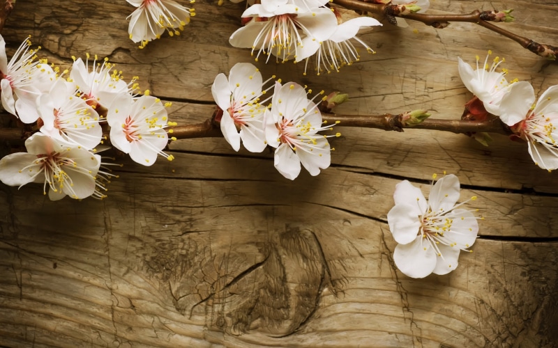 2K, cherry, wood, nature, blossom, hd, flower