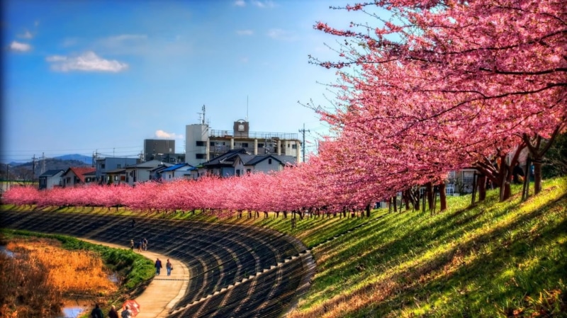 plant, cloud - sky, architecture, sky, cherry blossom, 720P, outdoors, pink color, growth, transportation, flower, nature, springtime, cherry, built structure