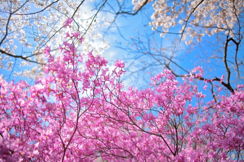 sky, flowers, garden, spring, pink, trees, 1080P, blossoms, cherry