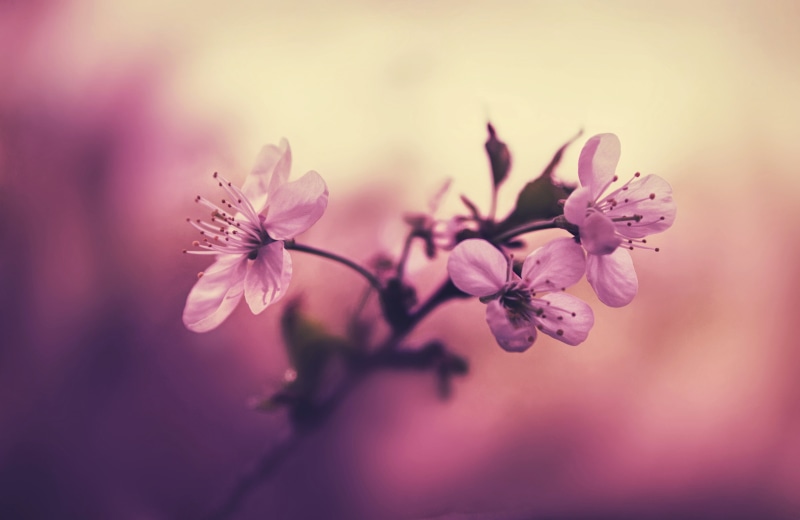 selective focus, growth, season, flowering plant, blossoming, day, flower, nature, flowers, inflorescence, cherry Blossom, outdoors, flower Head, petal