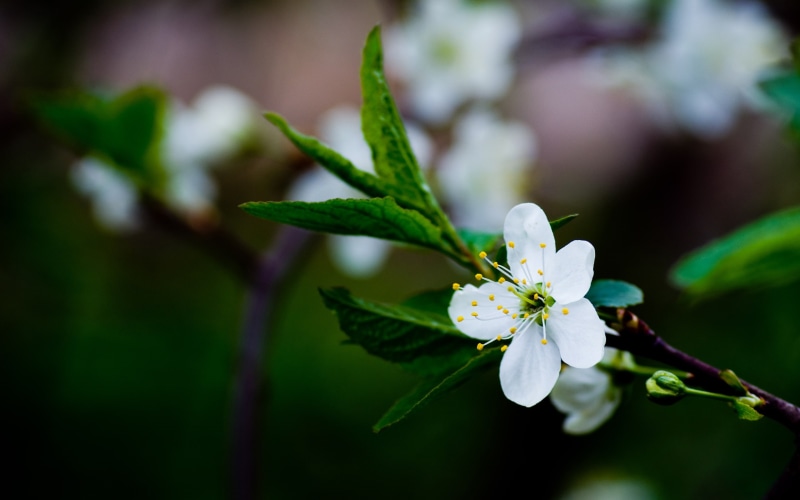 2K, Flowers, Spring, Leaves, Blossoms, Cherry, White, Green