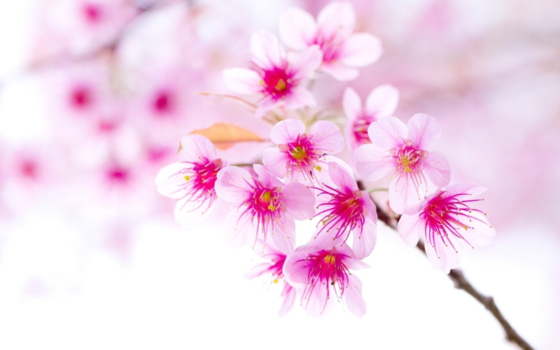 Cherry, Spring, close, Flowers, Blossoms, 2K, Pink