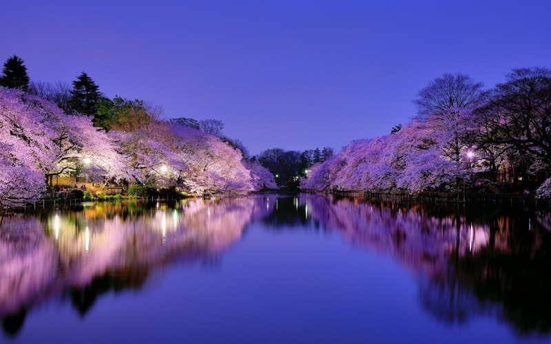 Cherry, pink, Lake, Trees, Night, blossom, City, Osaka, Flowering, Japan, 1080P, Lights, Park