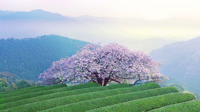 flowering, Japan, nature, rural scene, spring, agriculture, mountain range, mountains, Sakura, scenics - nature, beauty in nature, tranquil scene, tea crop