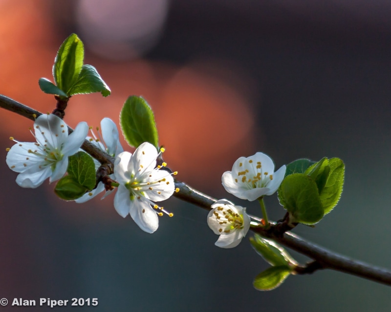 flower, focus, flower Head, cherry, nature, blossom, Wickwar, freshness, selective focus, South Gloucestershire, close-up, 1080P, English, white, Spring