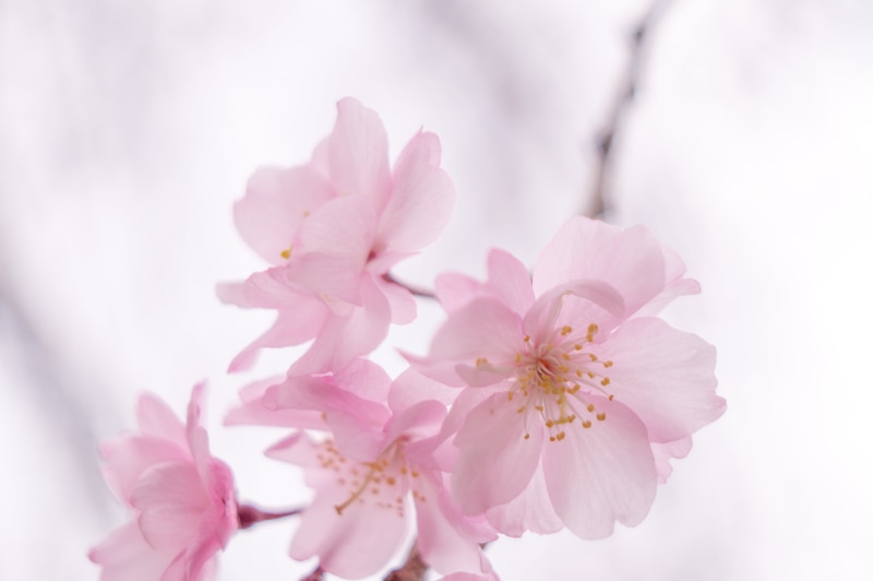 freshness, petal, 5K, pink Color, petaled, photography, flower, focus, shallow, plant, branch, close-up, beauty In Nature, nature, blossom, springtime