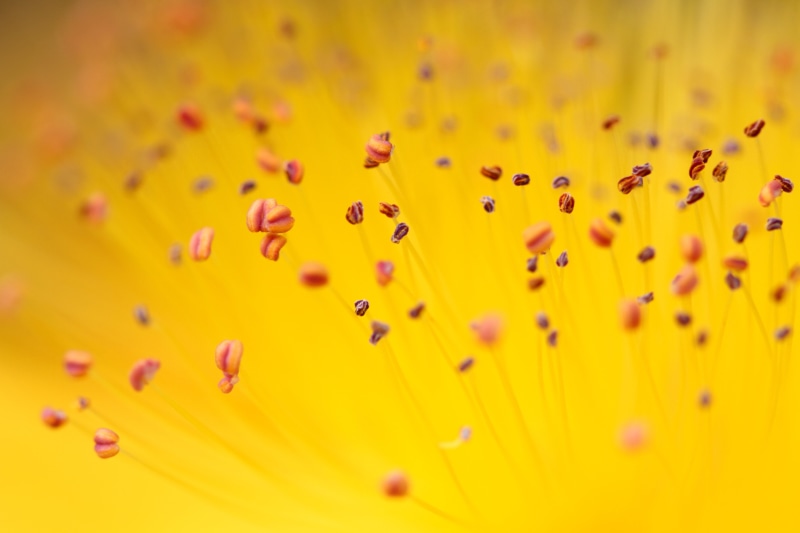 flower Head, nature, petal, macro, plant, pollen, backgrounds, beauty In Nature, 5K, summer, photography, yellow, flower, close-up, macro photography
