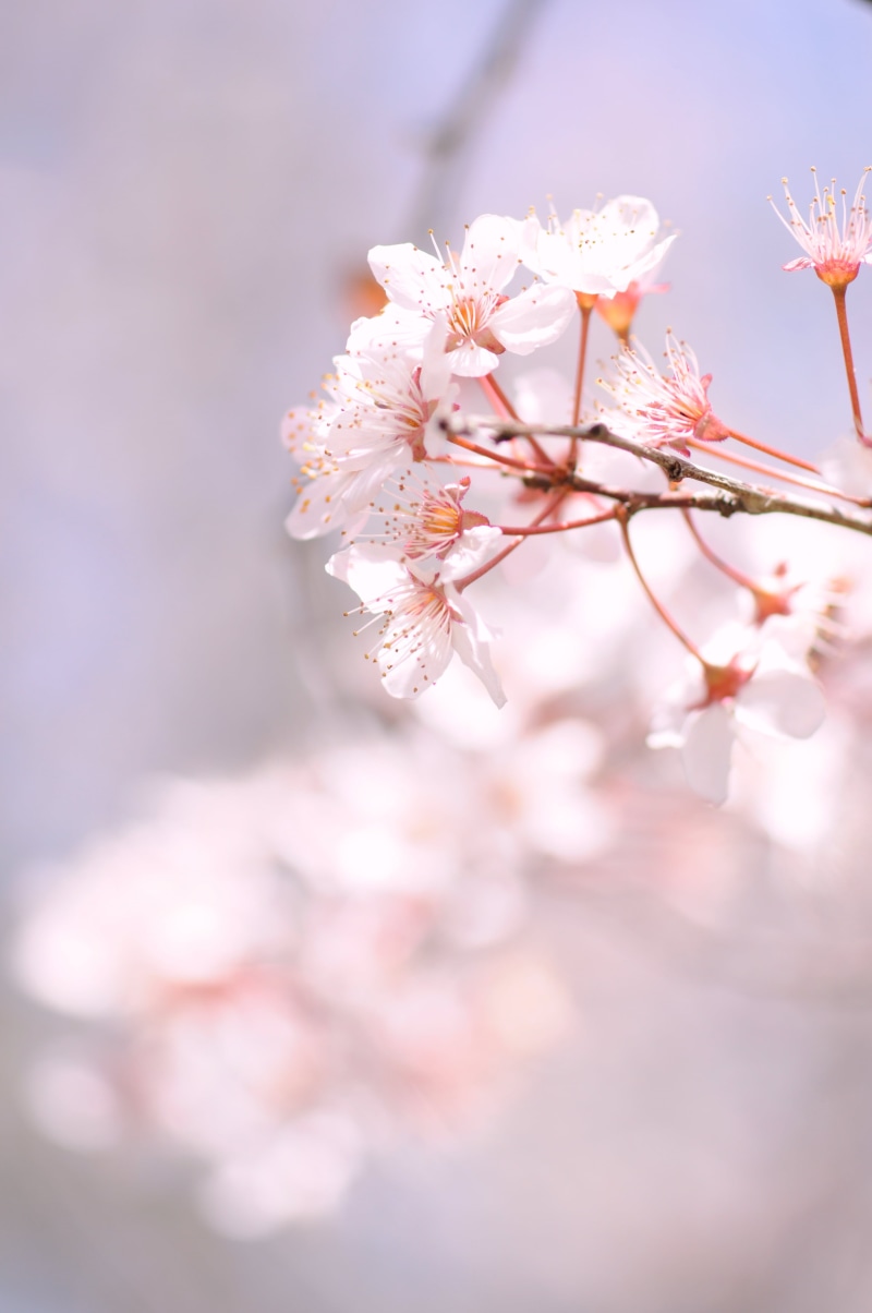 petal, close up photography, flower, branch, spring, white, beauty In Nature, 4K, blossom, plant, freshness, springtime, nature, season, Aichi, close-up
