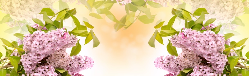 closeup, card, vulnerability, plant, floral, colorful, greeting, banner, womens day, no people, romance, flora, color, valentine, gift, spring, lilac flower