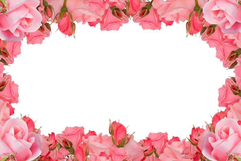 garden, symbol, rose, vintage, decorative, petal, flowers frame, happy, color, botanical, plant part, flower, summer, romance, birthday, white background