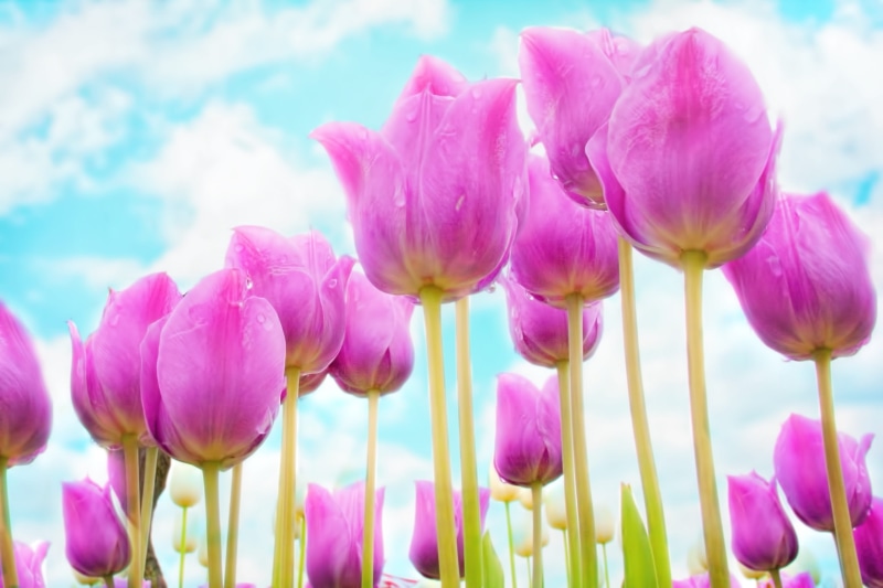 spring, spring flowers, flower, plant, close-up, season, purple, freshness, bloom, tulip, petal, beauty in nature, vulnerability, natural, 2K, no people