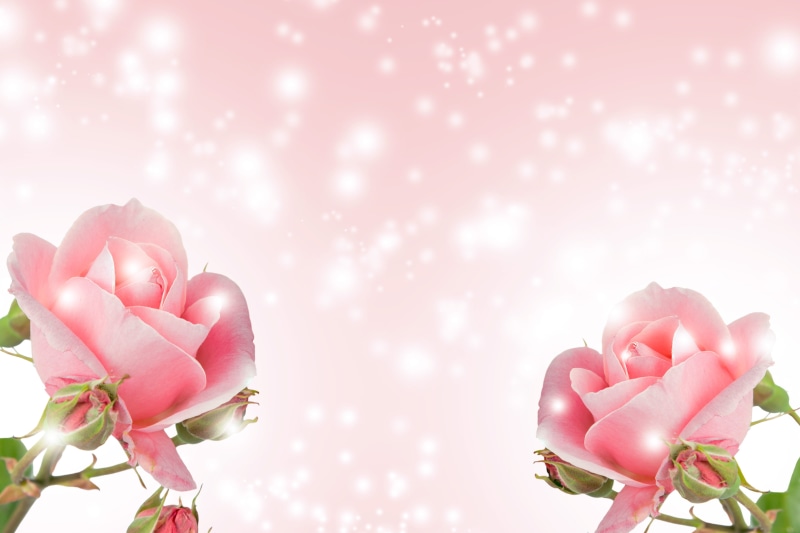 growth, advertisement, space for text, plant, colorful, decoration, decor, womens day, event, fresh, vulnerability, freshness, flower head, beige, flower