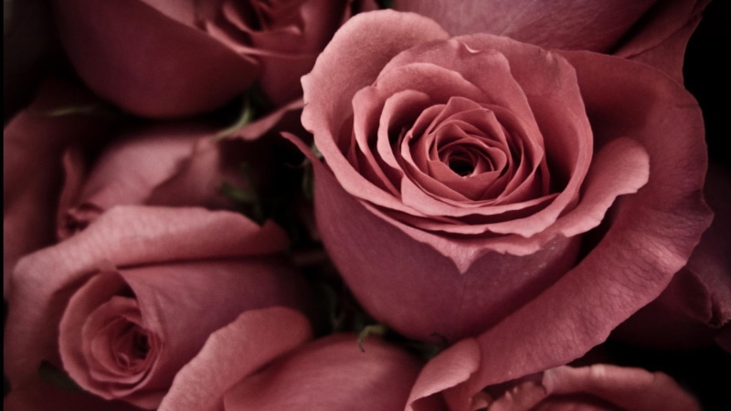 petal, color, valentine, 1080P, bouquet, love, spring, bloom, botanical, shrub, flowers, summer, natural, leaf, flora, floral, romance, pink, plant, bright