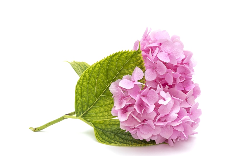 herbal medicine, inflorescence, bright, hydrangea, plant part, mothers day, bunch of flowers, surface, nature, bouquet, wedding, herb, closeup, soft, love
