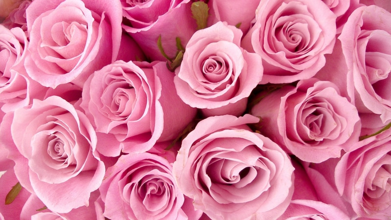 petal, valentine, birthday, fresh, love, flowers, botanical, bloom, romantic, bouquet, gift, bud, flora, bright, wedding, romance, petals, garden, summer