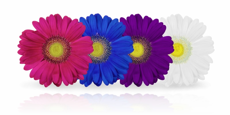 flower Head, studio shot, plant, indoors, flora, map, cut out, flowering plant, mothers day, inflorescence, gerbera Daisy, greeting card, spring, purple