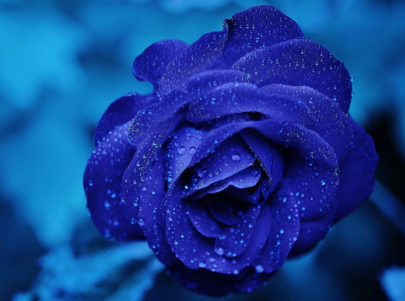 softness, Velvety, Love, fragility, water, flowering plant, rain, wet, dew, flower head, 4K, Fresh, Marriage, Rose, Background, Romantic, no people, Petal