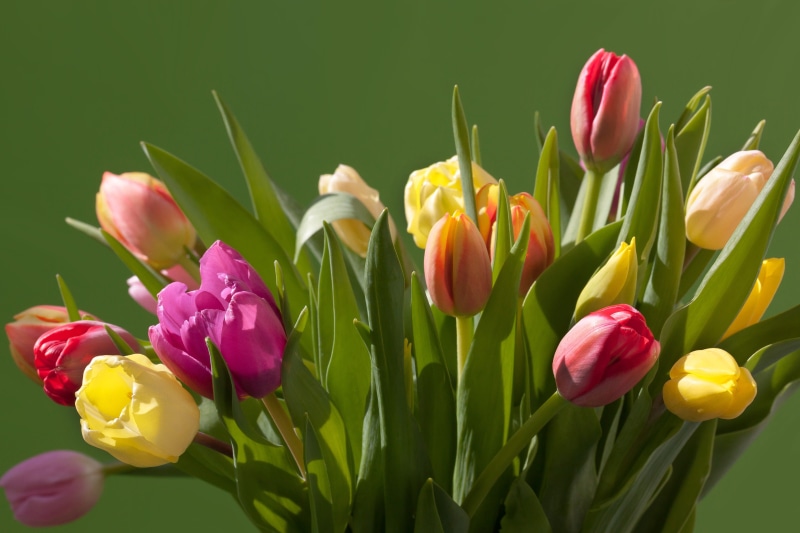 bloom, season, lily, orange, flower, frühlingsanfang, yellow, red, color Image, freshness, spring awakening, tulip, petal, leaf, bunch of flowers, springtime