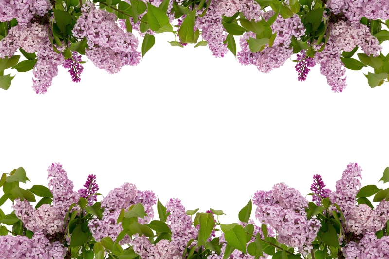 flower, vulnerability, beauty in nature, style, greeting, bunch of flowers, landscape, celebration, flowering plant, outdoors, group, isolated, lilac, green