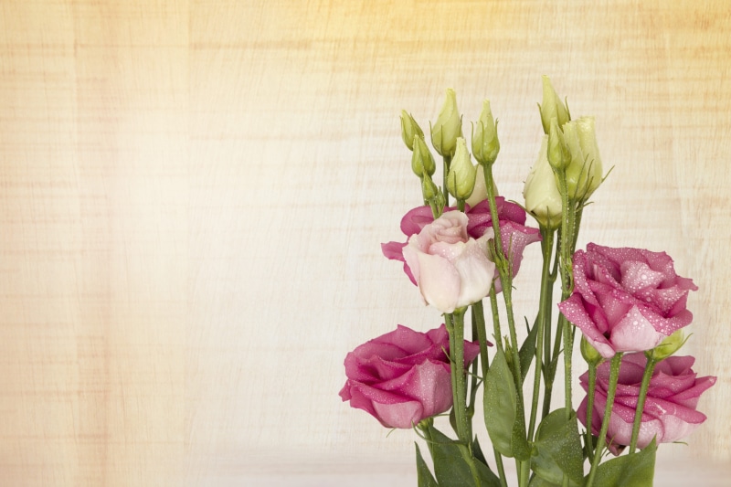 womens day, indoors, copy space, pink color, foliage, soft, flower arrangement, petal, decorative, pink lisianthus, clean, flowers, summer, white, vase