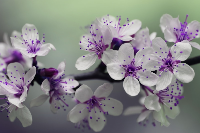 white, pollen, beauty in nature, photography, colourful, bunch of flowers, pretty, spring, blur, blossoms, focus, flower, close-up, flower arrangement