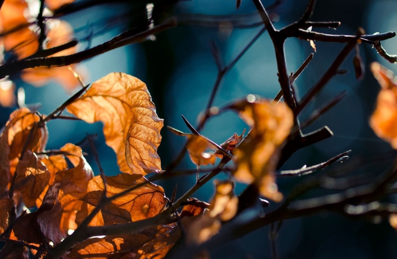 change, depth of field, brown, multi Colored, branch, close-up, nature, leaf, twig, color Image, sky, bright, bush, dried, dry, autumn, october, outdoors