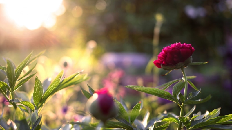 sunlight, plant part, nature, beauty in nature, outdoors, vulnerability, pink, close-up, focus on foreground, growth, 1080P, pink color, freshness, flowering plant