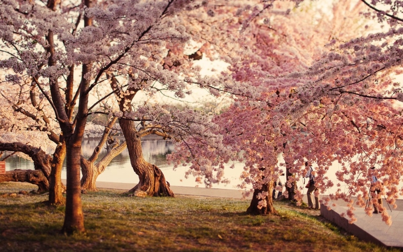 pink, tranquility, beauty in nature, plant, blossom, grass, park - man made space, no people, cherry tree, day, tree, fragility, water, freshness, flower