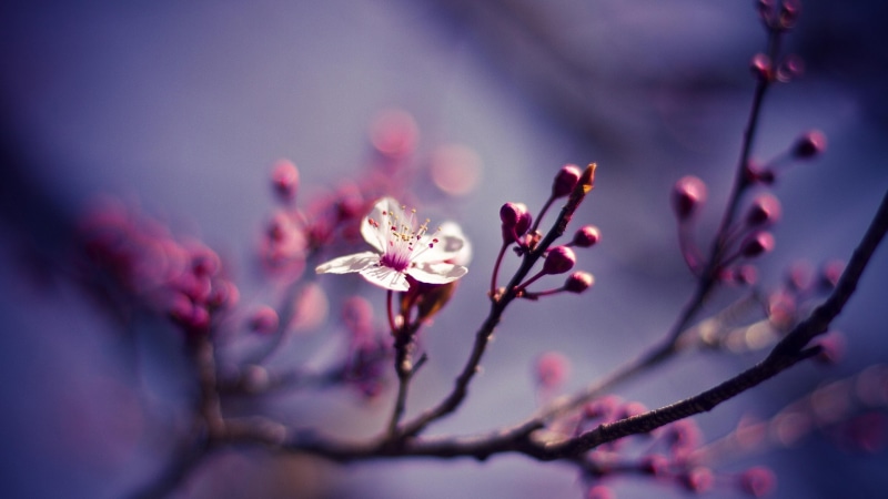 plant, sunlight, blossom, pink flower, close up, spring, flower, branch, macro photography, cherry blossom, twig, morning, 4K, petal, bud, flora
