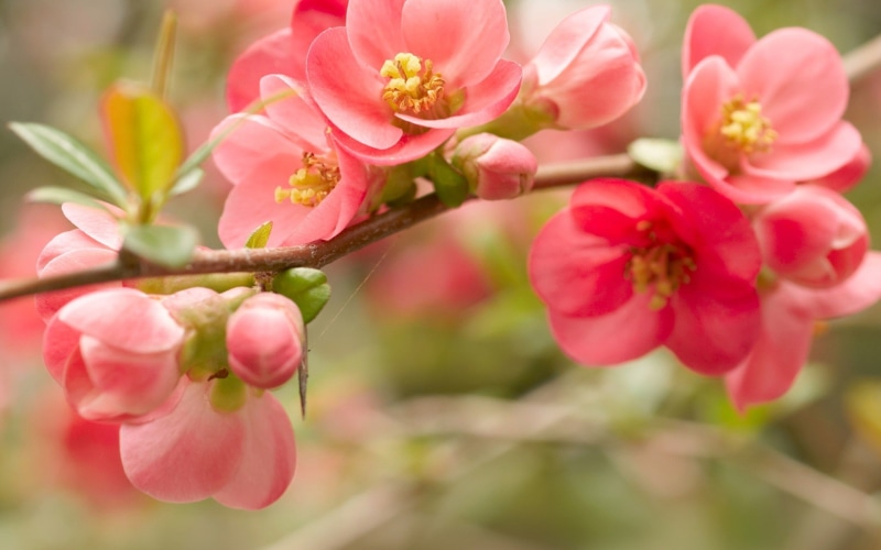 spring, 1080P, pink flowers, branch, plants, blossoms, flowers