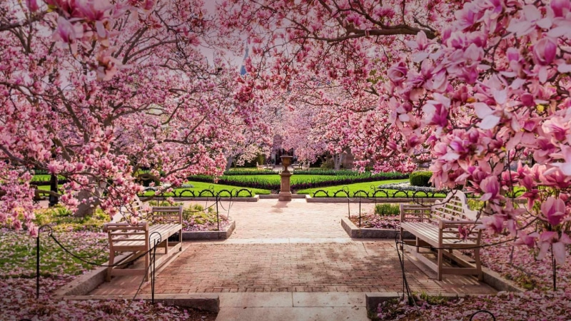 tree, national mall, park, branch, usa, cherry blossom, plant, blossom, 1080P, washington, bench, flora, spring, washington dc, united states, flower