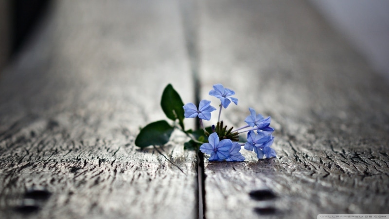 wood - Material, freshness, decoration, single Flower, growth, selective focus, petal, flower Head, inflorescence, close-up, purple, blue, day, blue flowers