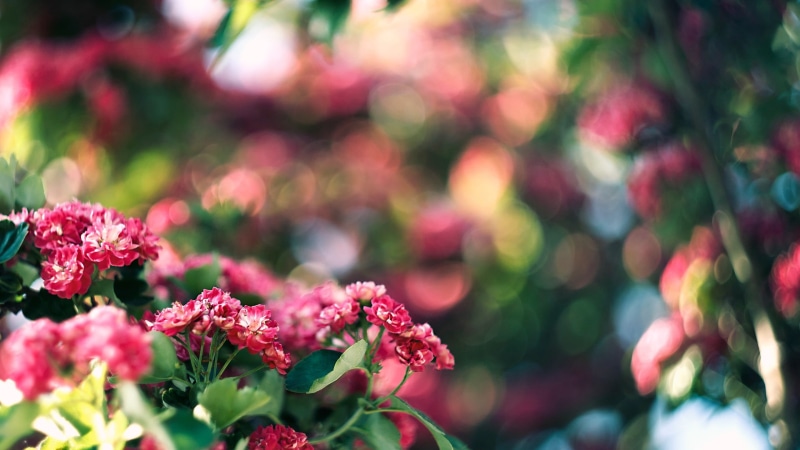 flower, flower head, plants, petaled, springtime, fragility, flowering plant, focus, plant, pink color, pink, outdoors, vulnerability, petal, selective focus