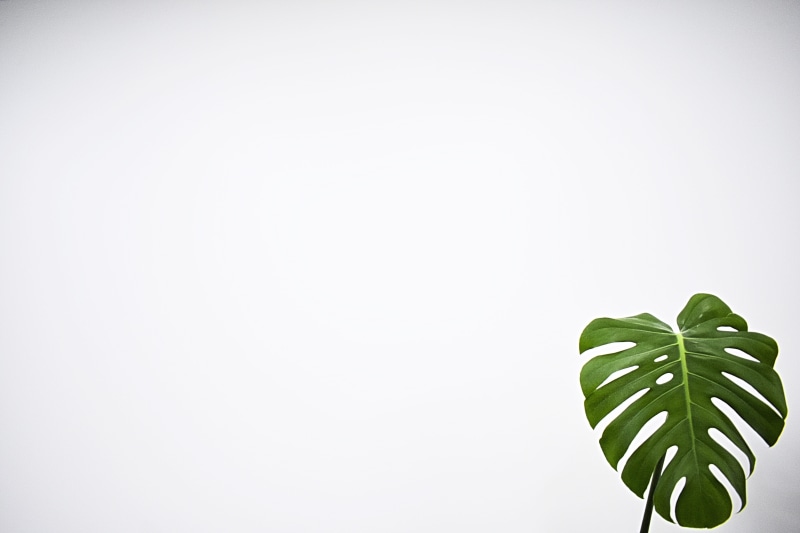 wall, veins, plant part, grass, indoors, palm tree, nature, close-up, plant, food, food and drink, green color, white wall, tree, green, growth, blossom