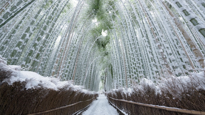 scenics - nature, kyoto, bamboo, direction, bamboo - plant, 1080P, day, grove, plant, snow, beauty in nature, cold temperature, no people, flowing water
