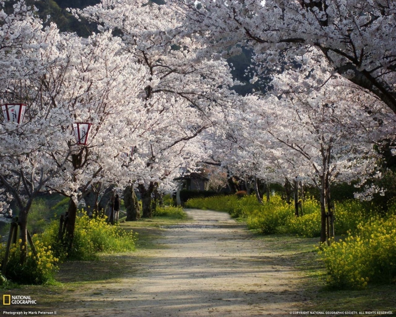 no people, springtime, day, cherry blossom, cherry tree, leaf, white, fragility, Japan, growth, freshness, dirt, flowering plant, blossom, plant, dirt road