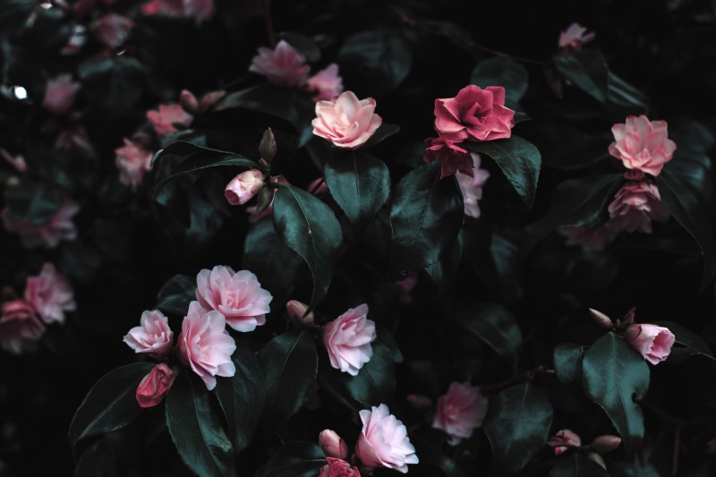 green, freshness, no people, botany, petals, plants, petal, bunch of flowers, black, close-up, pollen, leaves, pink, vulnerability, outdoors, flower, bloom