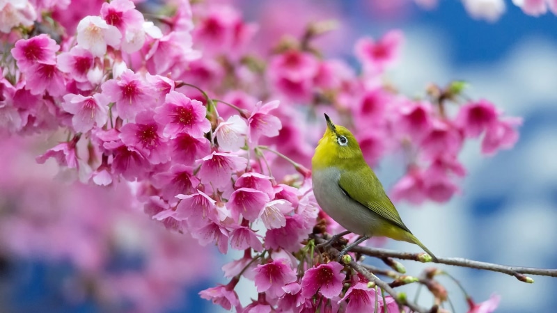 animals in the wild, eye, tree, plum blossom, freshness, animal, pink color, no people, flower head, blossom, animal themes, cape, bird, flowering plant