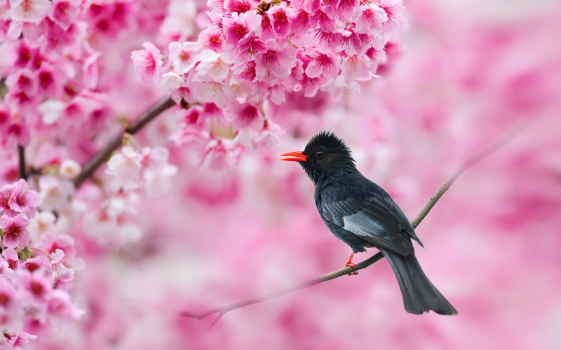 hypsipetes, leucocephalus, one animal, animal themes, flowering plant, black, vertebrate, blossoms, mobile, no people, nature, animal, blackbird